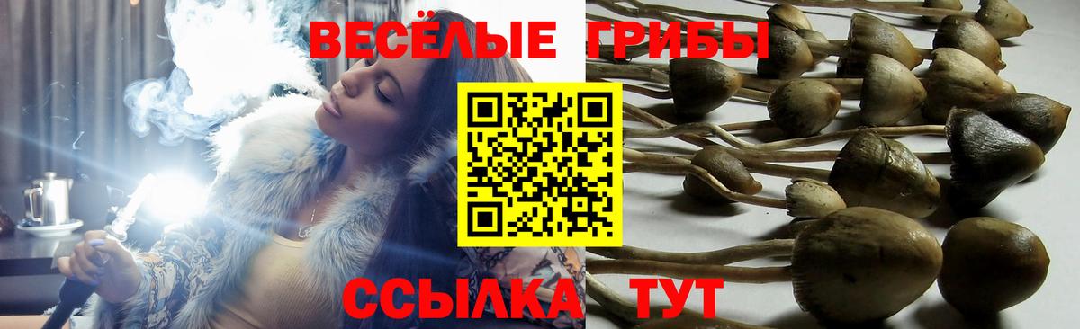 Ачхой-Мартан  Псилоцибиновые грибы Psilocybe  хочу   Псилоцибиновые грибы прущие грибы  Вход с VPN 